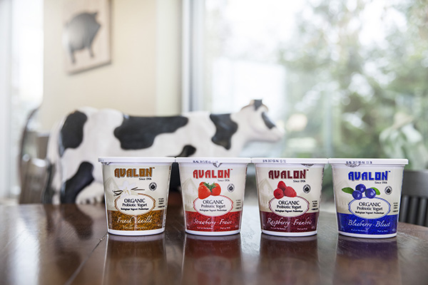 Avalon Dairy Organic Yogurt